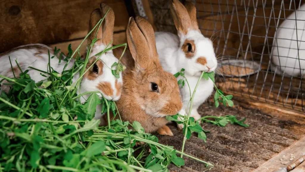 The Best Foods for a Rabbit