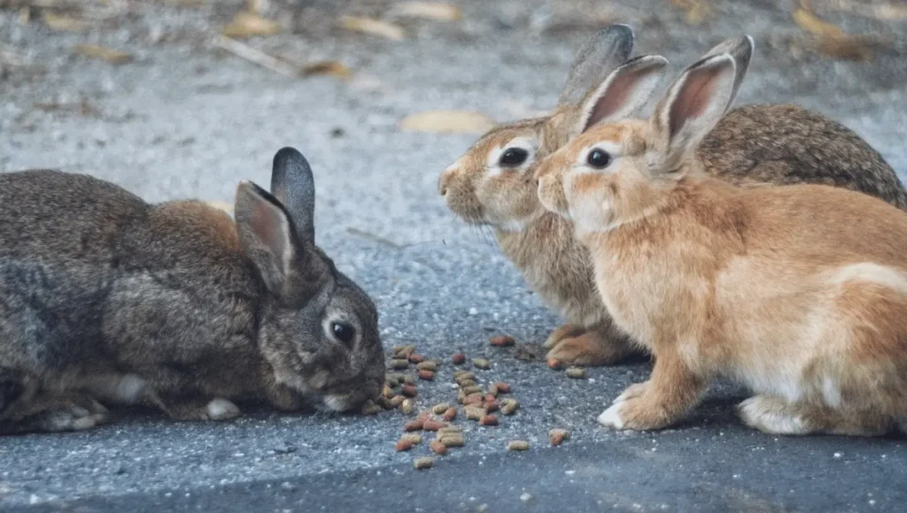 Which Fruits Can Rabbits Eat?