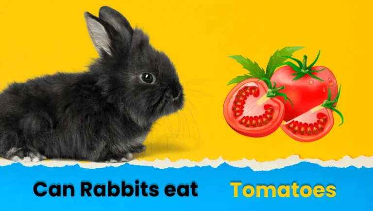 Can Rabbits Eat Tomatoes? A Complete Guide for Owners