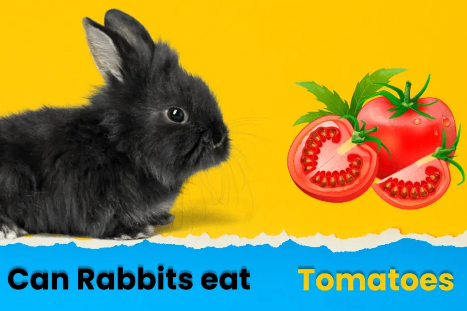 Can Rabbits Eat Tomatoes? A Complete Guide for Owners