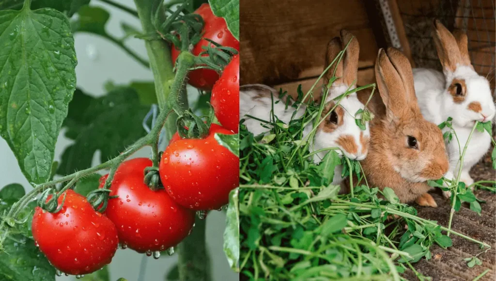 How Much Can Rabbits Eat Tomatoes?