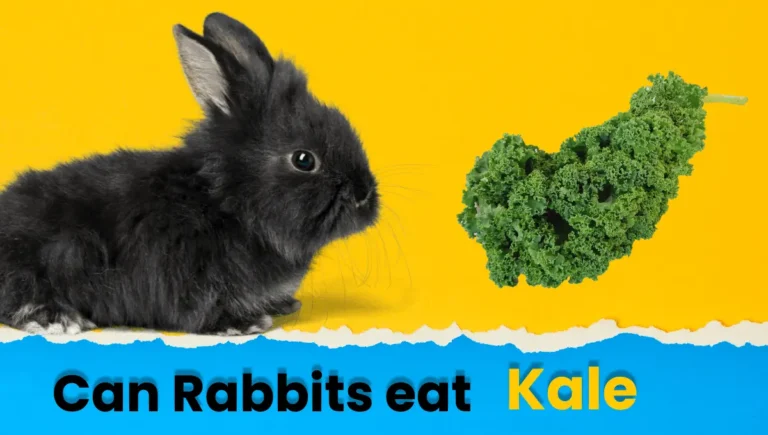 Can Rabbits Eat Kale? Benefits and Risks Explained