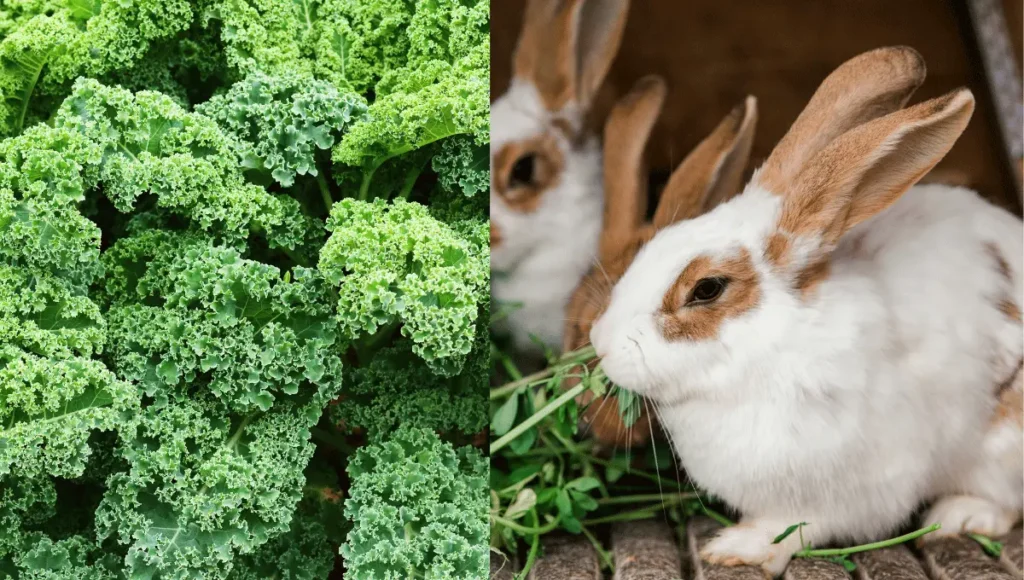 Can Rabbits Eat Kale?