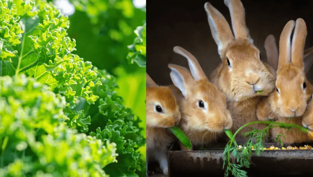 How to Feed Kale to Your Rabbit?