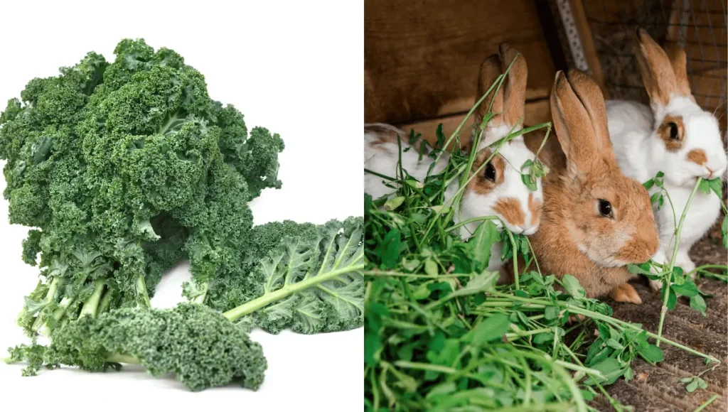 Can Rabbits Eat Kale Everyday?