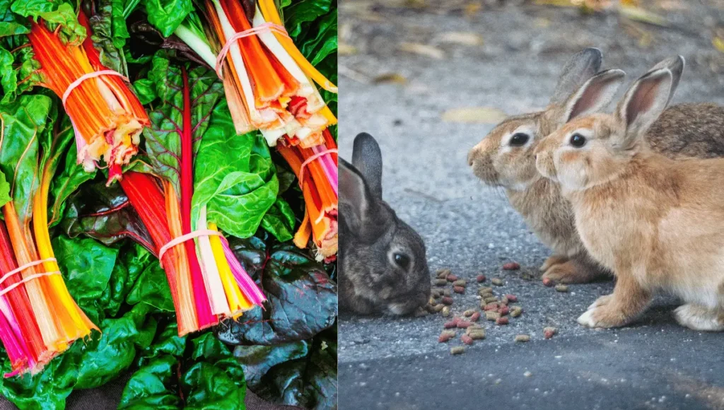 Alternative Feeds to Kale for Rabbits