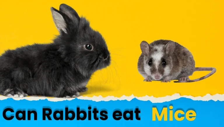 Do Rabbits Eat Mice? What You Need to Know