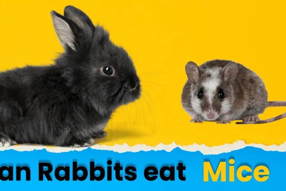 Do Rabbits Eat Mice? What You Need to Know