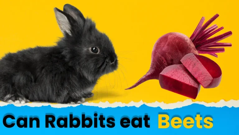 Can Rabbits Eat Beets? A Guide to Safe Rabbit Diets