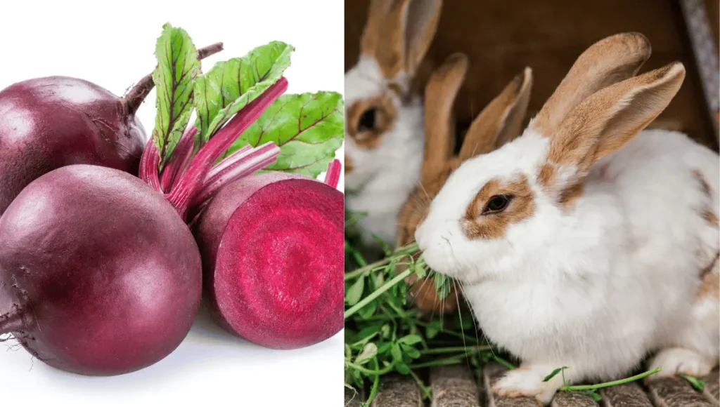 Can Rabbits Eat Beets?