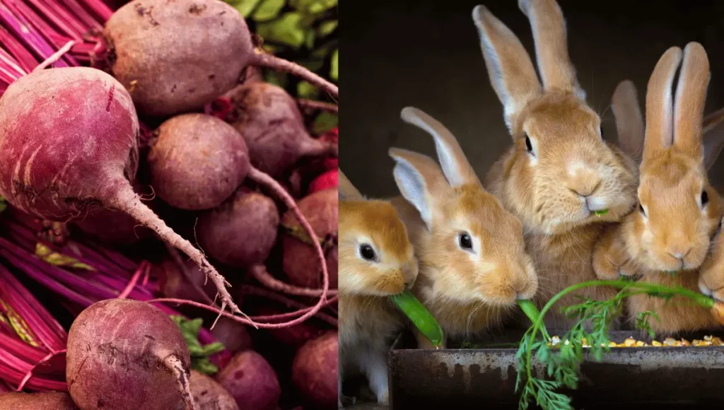 Benefits of Beets for Rabbits