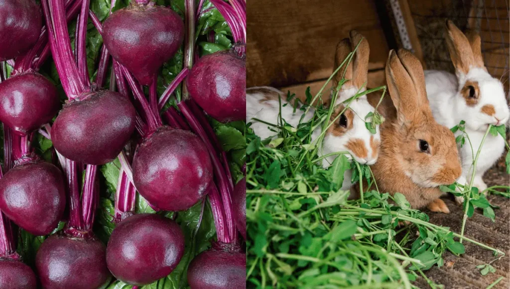 Do Rabbits Like Beets?