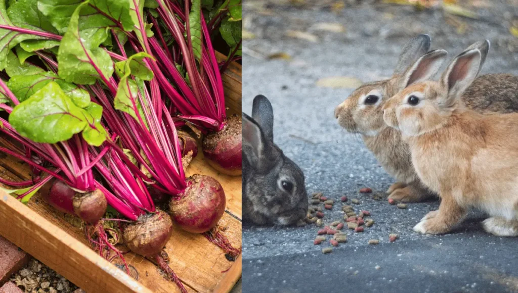 Can Wild Rabbits Eat Beets?