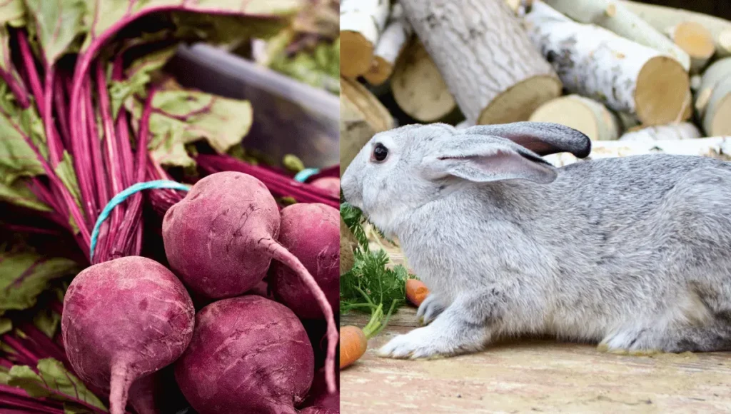 Can Rabbits Eat Beet Pulp?