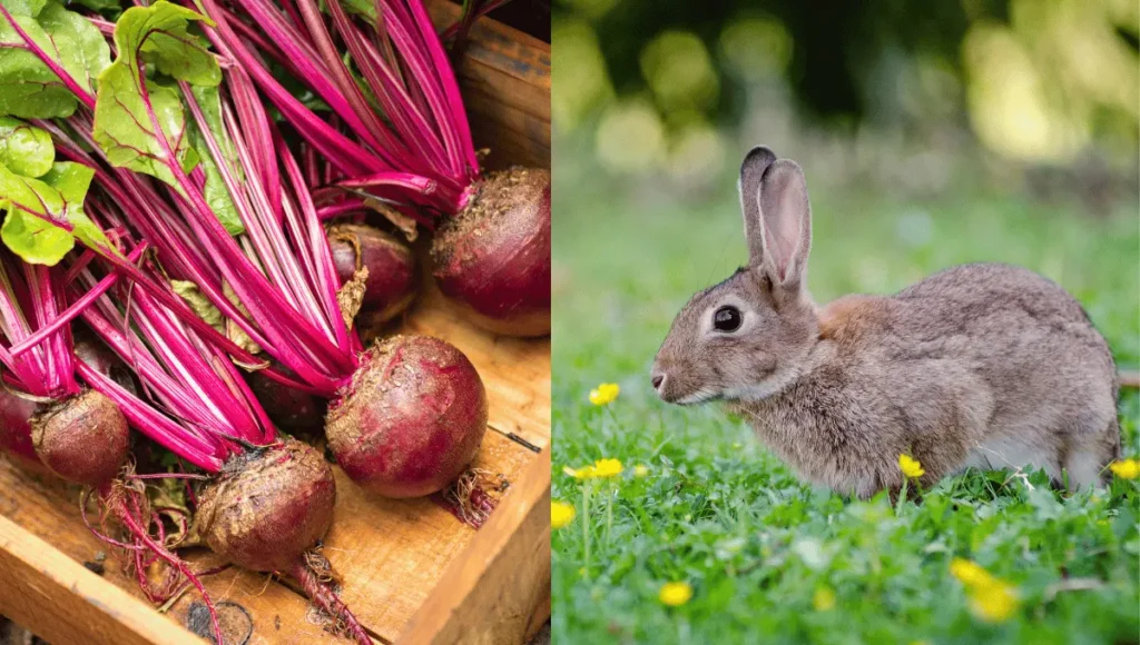 rabbits can eat beets