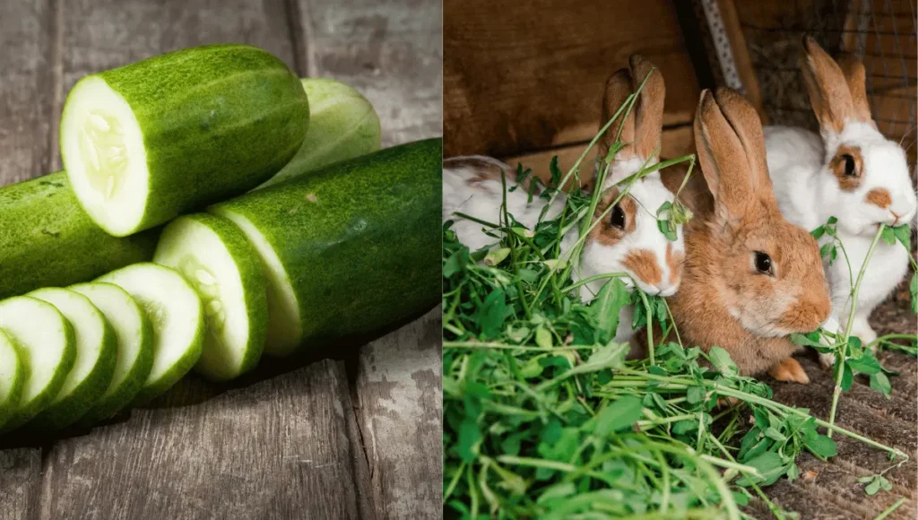 Do Rabbits Even Like Eating Cucumbers?