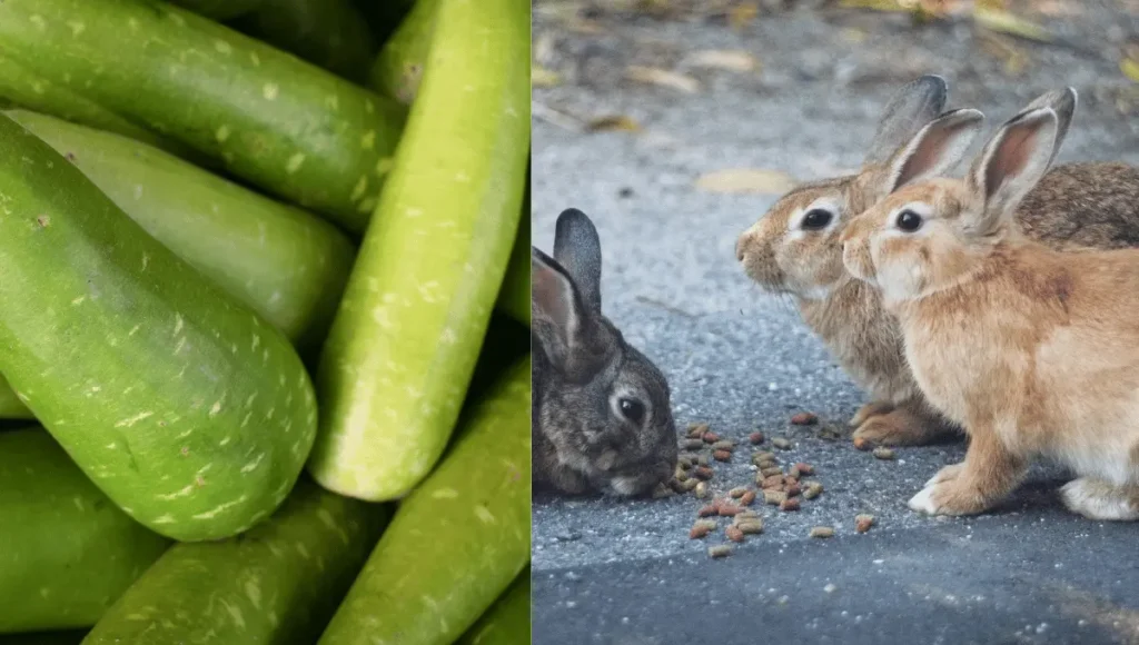 What Can Happen If a Rabbit Eats Too Much Cucumber?