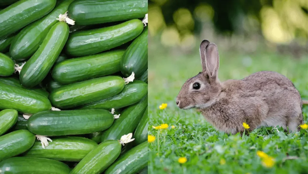 Can Rabbits Eat Cucumbers?