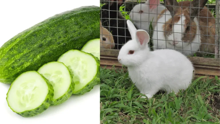 Can Rabbits Eat Cucumbers? Benefits and Risks Explained