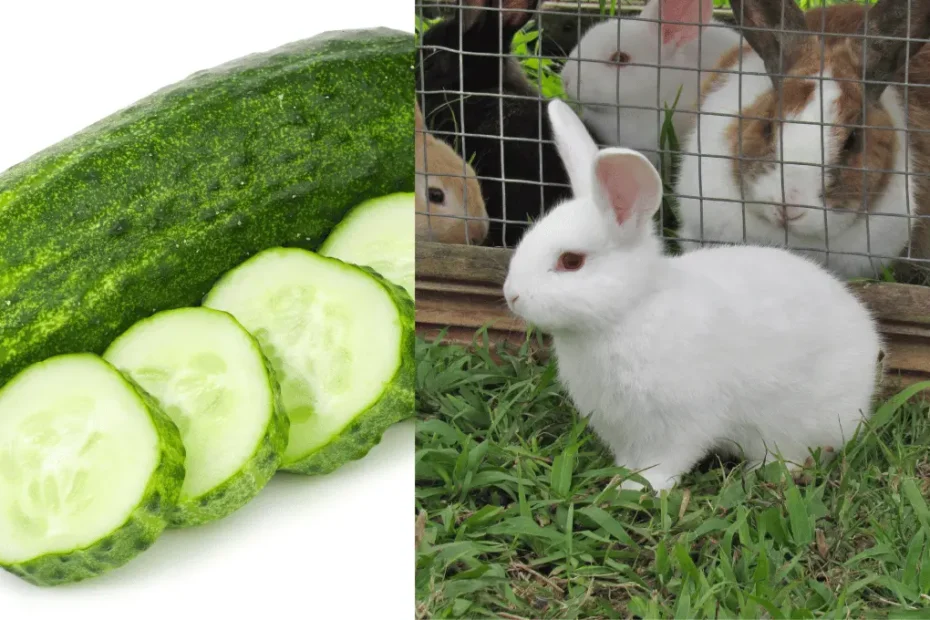 Can Rabbits Eat Cucumbers? Benefits and Risks Explained