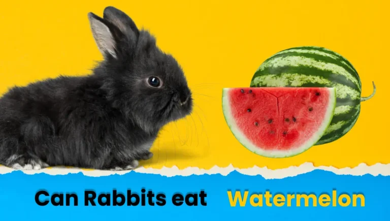 Can Rabbits Eat Watermelon? A Safe Feeding Guide