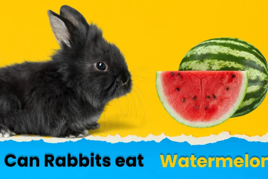 Can Rabbits Eat Watermelon? A Safe Feeding Guide