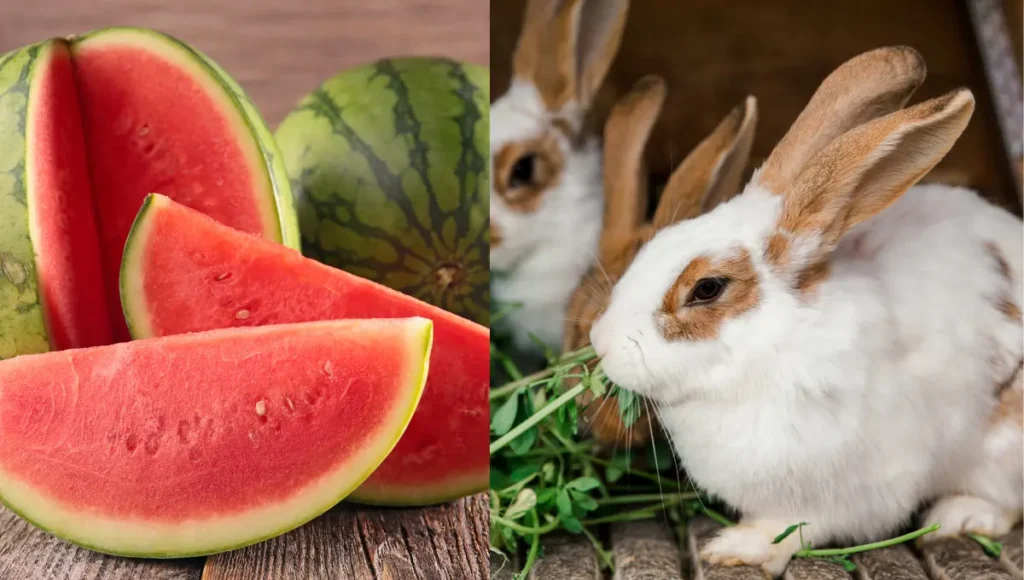 Can Rabbits Eat Watermelon?