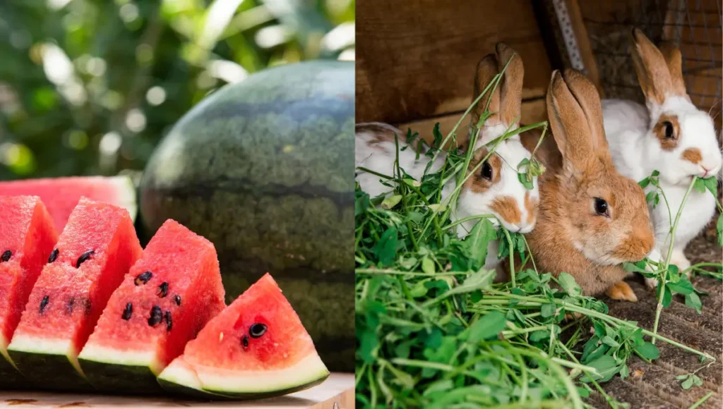 What Part of Watermelon Can Rabbits Eat?