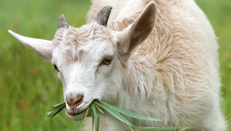 What Can Goats Eat? A Complete Guide to Goat Nutrition