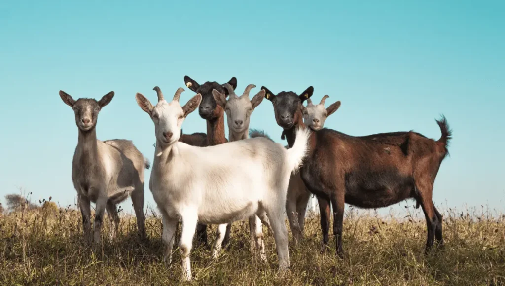 Safe Foods for Goats