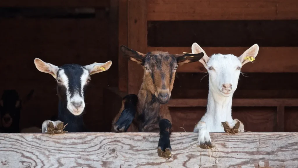 Feeding Tips for Goats at Different Stages