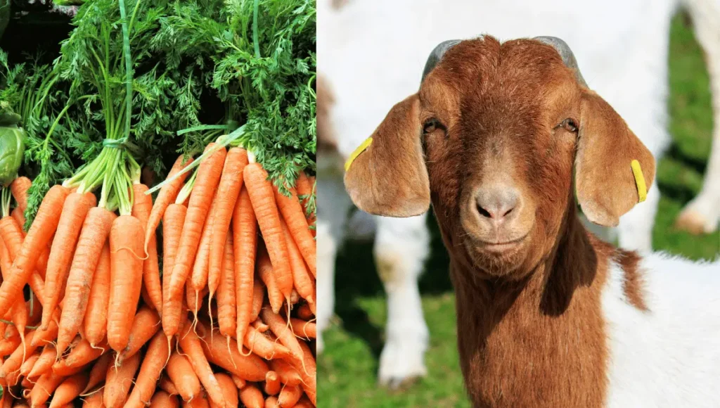 Can Goats Eat Carrots?