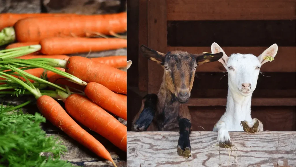 Which Parts of the Carrot Do Goats Eat?