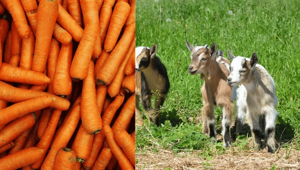 Alternative Veggies for Goats