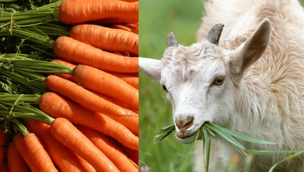 can goats eat carrots