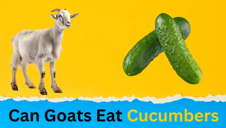 Can Goats Eat Cucumbers? A Complete Guide