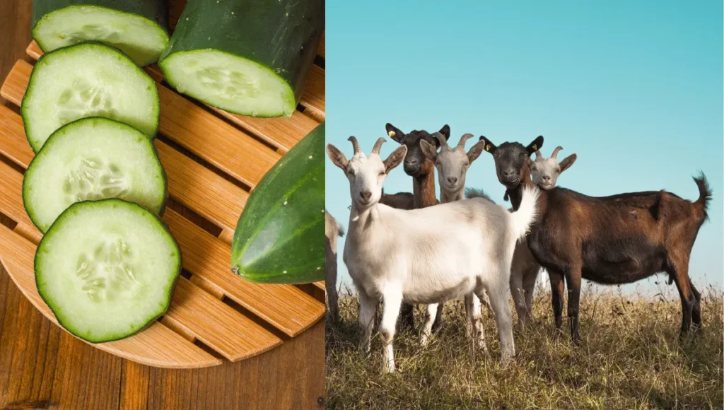 How Much Cucumber Can Goats Eat?