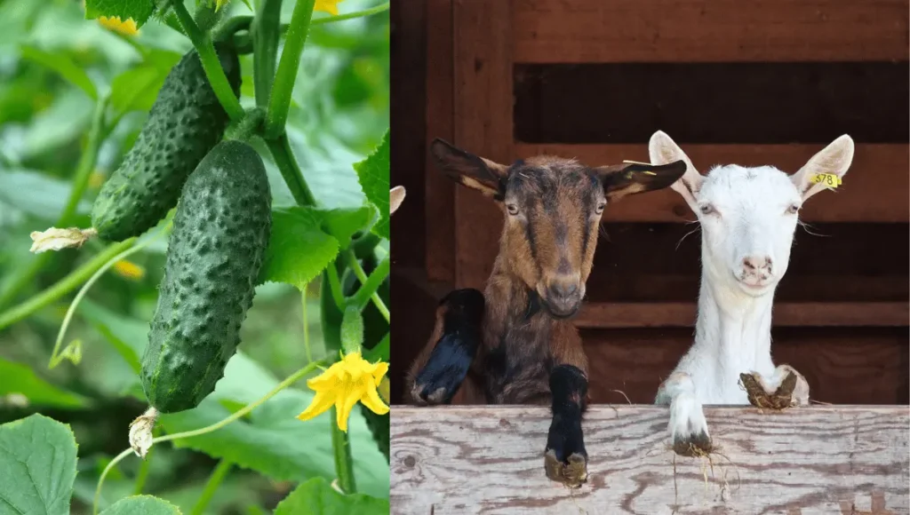 Which Parts of the Cucumber Do Goats Eat?