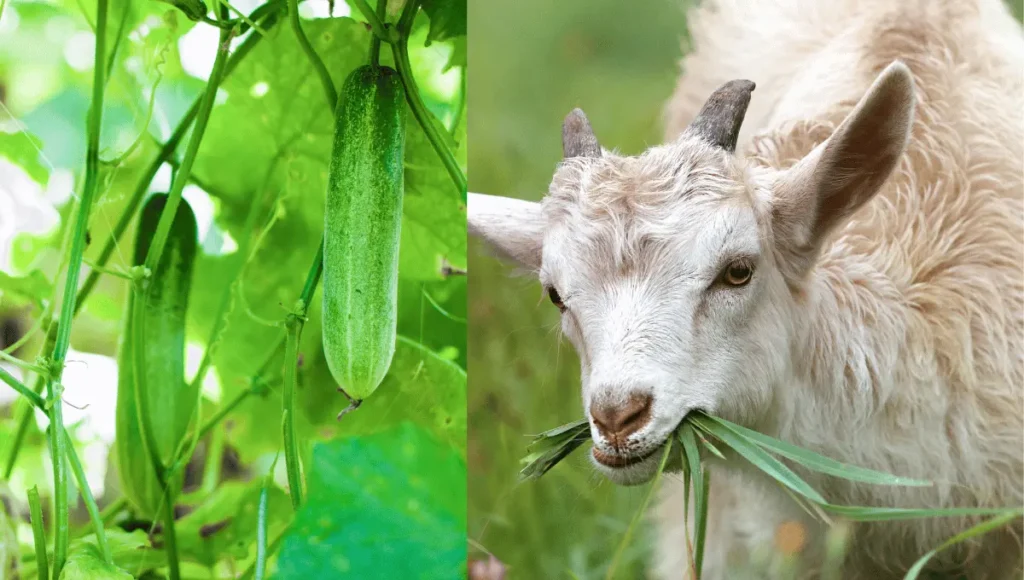 can goats eat cucumbers