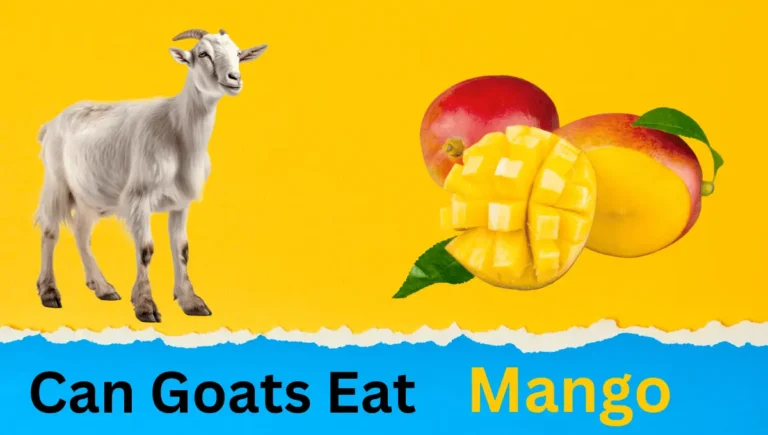 Can Goats Eat Mango? A Complete Guide