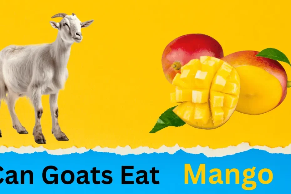 Can Goats Eat Mango? A Complete Guide