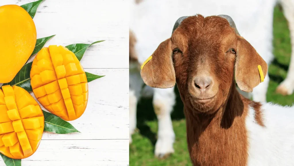 Can Goats Eat Mango?