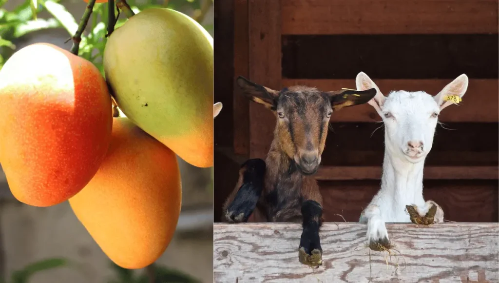 What Parts of Mango Do Goats Eat?