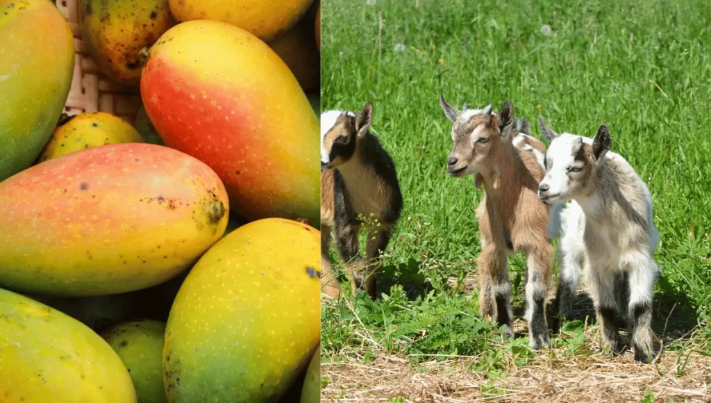 Can Goats Eat Dried Mango?