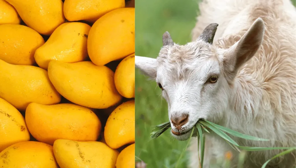  can goats eat mango