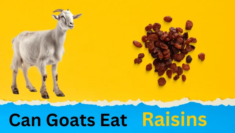 Can Goats Eat Raisins? A Complete Feeding Guide