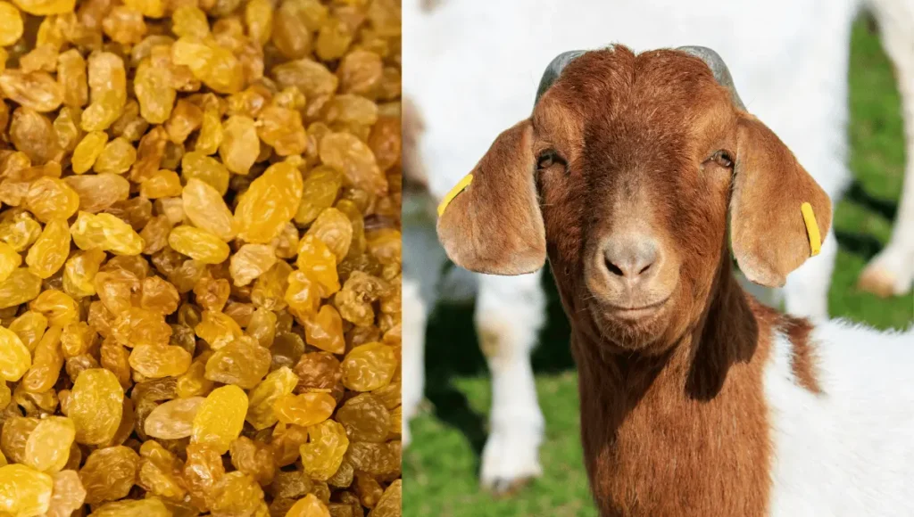 Can Goats Eat Raisins?