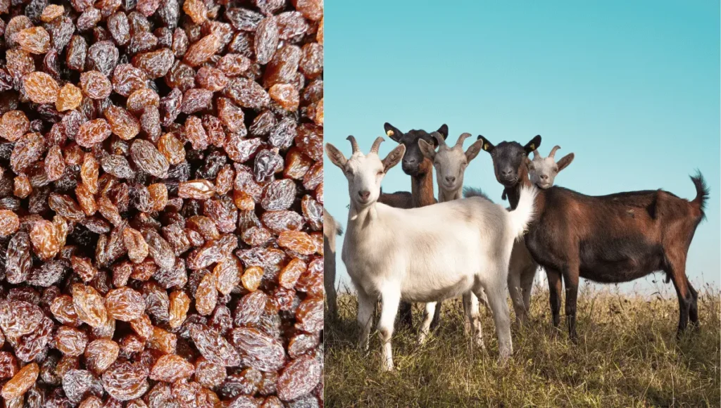 Are Raisins Safe for Goats?