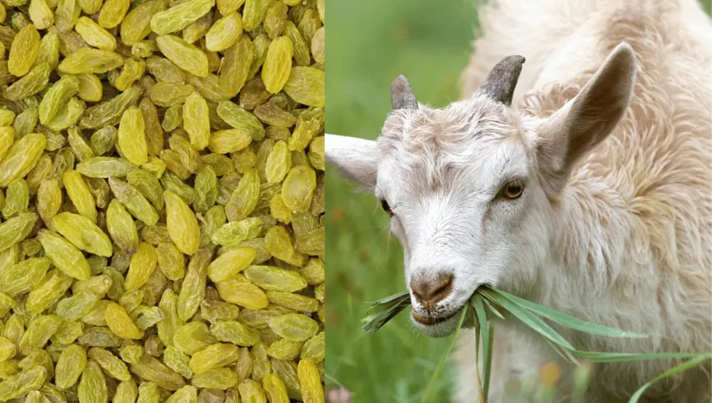 Can goats eat raisins